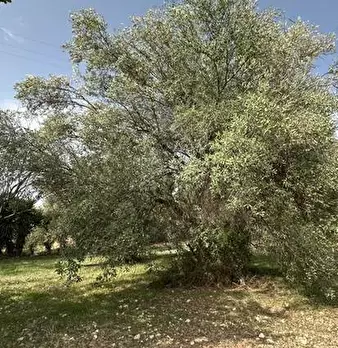 Foto annuncio 10