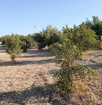 Foto annuncio 8