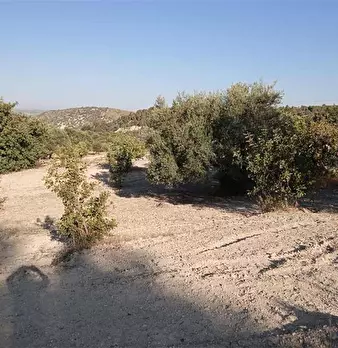 Foto annuncio 9