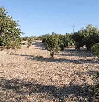 Foto annuncio 10