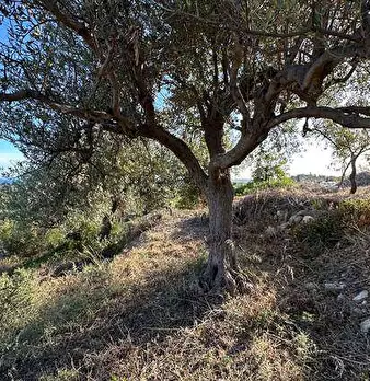 Foto annuncio 19