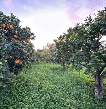 Foto annuncio 11