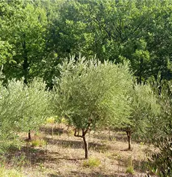 Foto annuncio 6