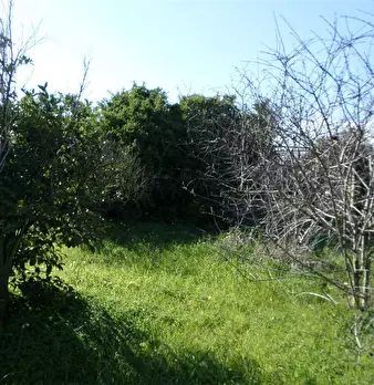 Foto annuncio 7