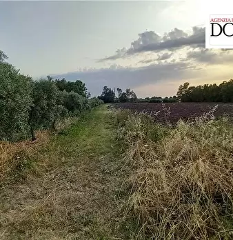 Foto annuncio 12