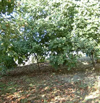 Foto annuncio 10