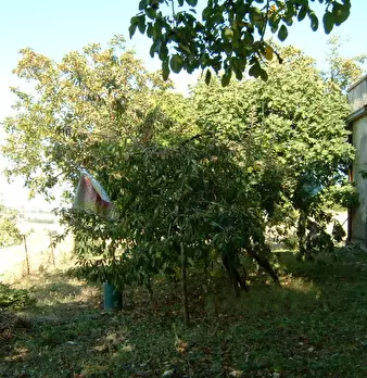 Foto annuncio 11