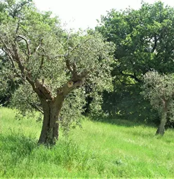 Foto annuncio 3