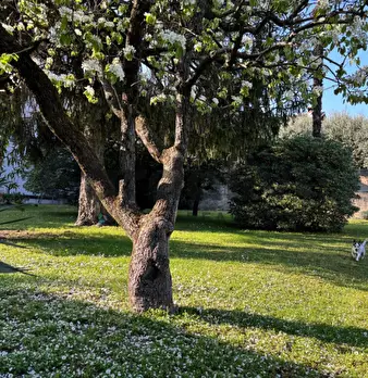 Foto annuncio 8