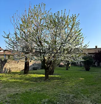 Foto annuncio 14