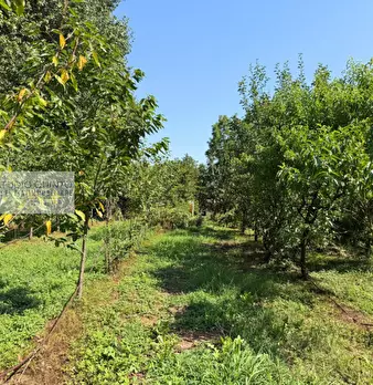 Foto annuncio 41