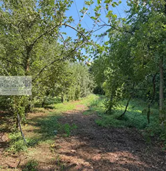 Foto annuncio 42