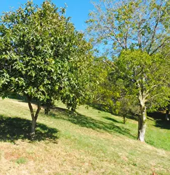 Foto annuncio 10