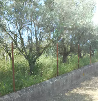 Foto annuncio 7