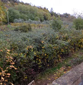 Foto annuncio 30