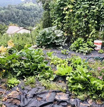 Foto annuncio 18