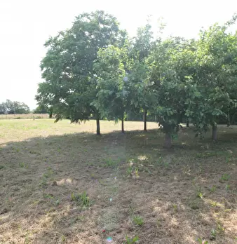 Foto annuncio 4
