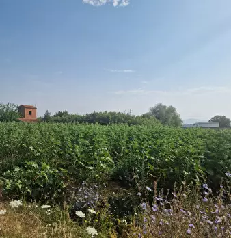 Foto annuncio 18