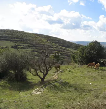 Foto annuncio 16