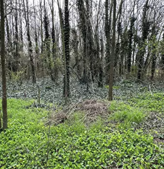 Foto annuncio 12
