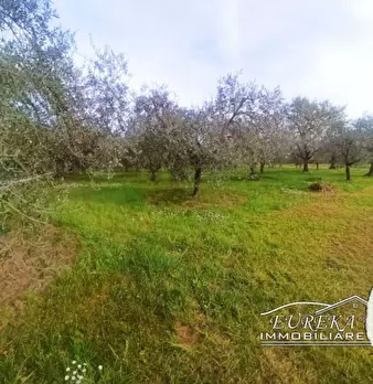 Foto annuncio 6