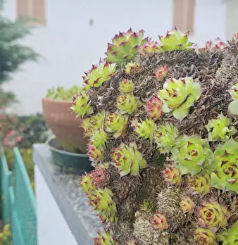 Foto annuncio 32