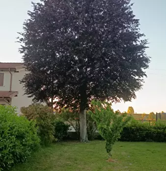Foto annuncio 24