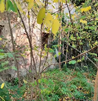 Foto annuncio 26