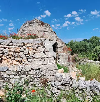 Foto annuncio 7