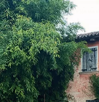 Foto annuncio 11