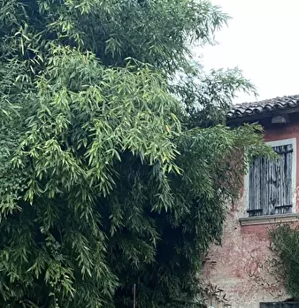 Foto annuncio 16