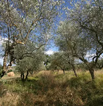 Foto annuncio 17
