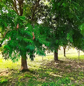 Foto annuncio 16