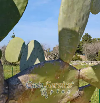 Foto annuncio 7