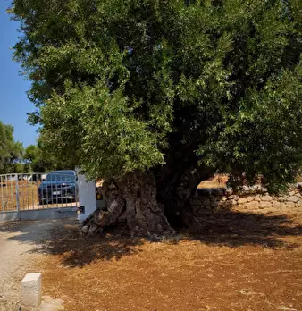 Foto annuncio 45