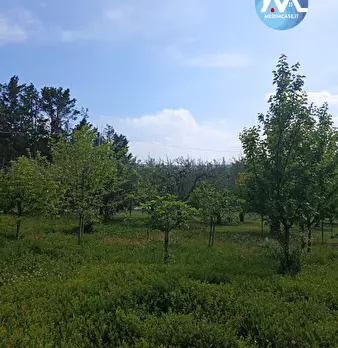 Foto annuncio 6