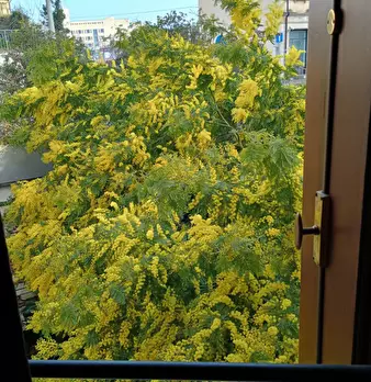 Foto annuncio 26