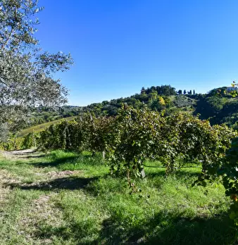 Foto annuncio 38