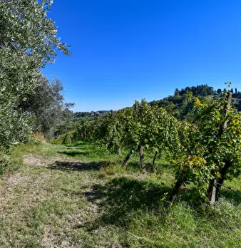 Foto annuncio 32