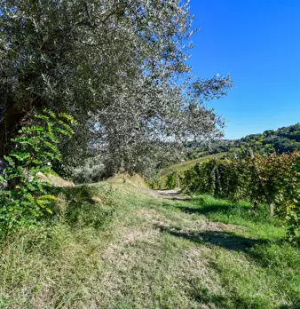 Foto annuncio 33