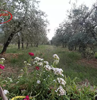 Foto annuncio 45