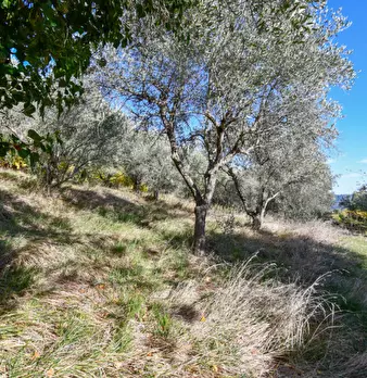 Foto annuncio 35