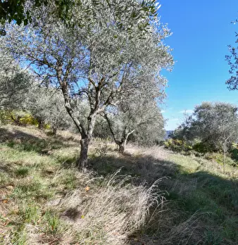 Foto annuncio 36