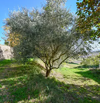Foto annuncio 37