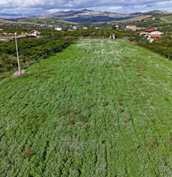 Foto annuncio 9