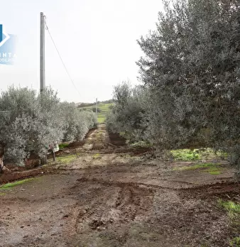 Foto annuncio 2