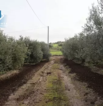 Foto annuncio 5