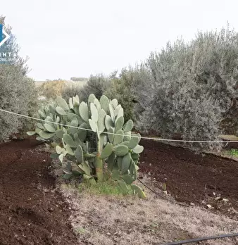 Foto annuncio 7