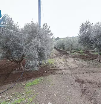 Foto annuncio 19