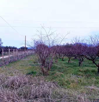 Foto annuncio 4